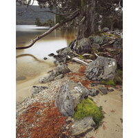 Shoreline at Lake Will, Cradle Mountain-Lake St Clair National Park, Tasmania