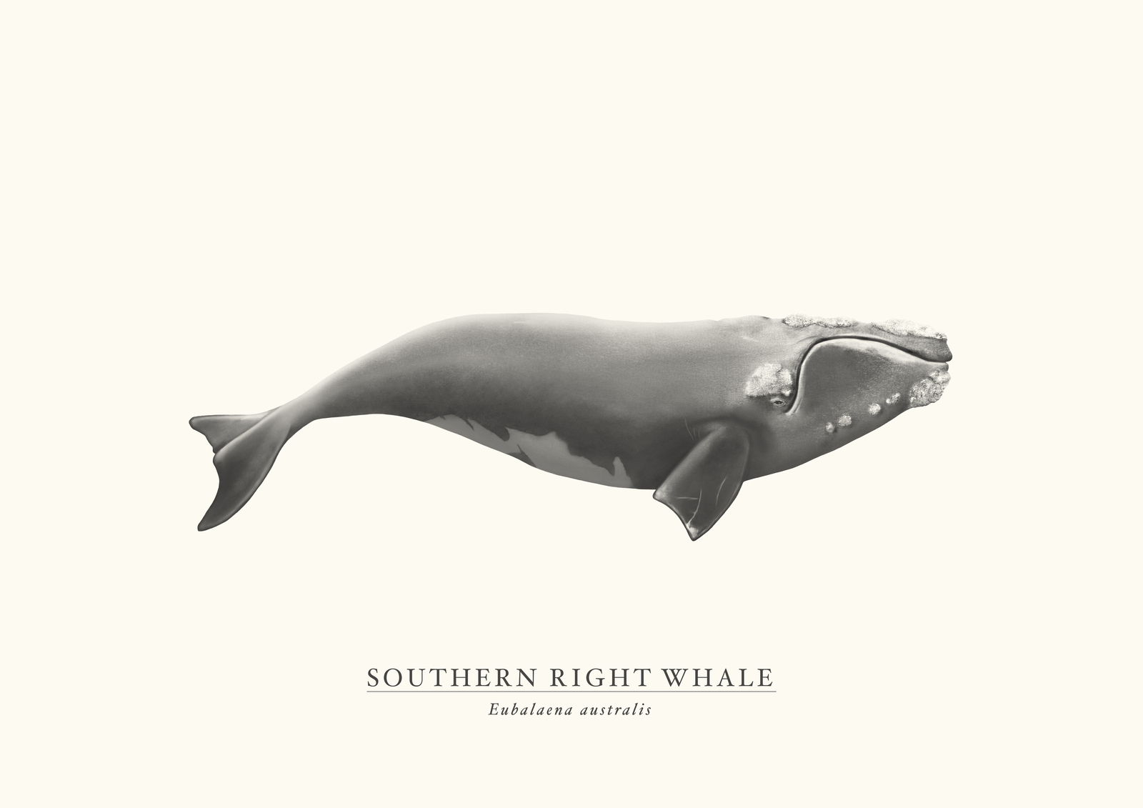 Southern Right Whale