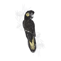 Black Cockatoo - Dark Omen