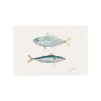 Jack Mackerel - A2
