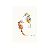 Pot bellied seahorse - A4