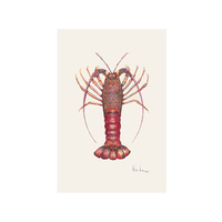 Southern Rocklobster