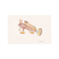 Spotted Handfish