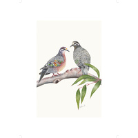 Common Bronzewing