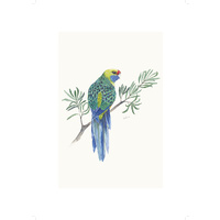 Green Rosella