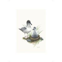Light-Mantled Sooty Albatross - A2