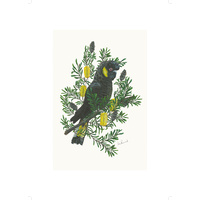 Yellow Tailed Black Cockato - A2