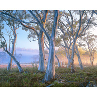 Navarre Plains, near Lake St Clair, Tasmania