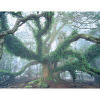 Giant myrtle, NE Highlands, Tasmania