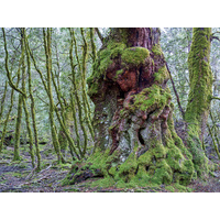 Ancient myrtle, Vale of Belvoir, Tasmania