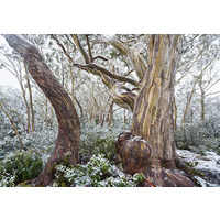 Hugel snowy woodland, Tasmania