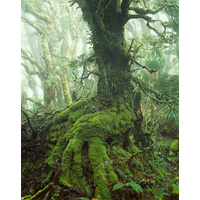 Myrtle tree in rainforest at Mount Anne, Southwest Tasmania - Oversize