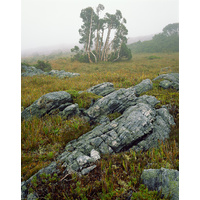 Pencil pines in mist near Lake Picone, Southwest National Park