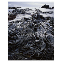 Giant kelp, Hasselborough Bay, Macquarie Island, Tasmania