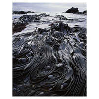 Giant kelp, Hasselborough Bay, Macquarie Island, Tasmania - Size D 
