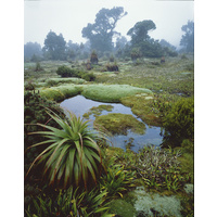 Cushion plants and pandanis in mist, Southwest National Park, Tasmania