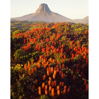 Richea scorpariaÊin bloom at Barn Bluff, Cradle Mountain-Lake St. Clair National Park, Tasmania