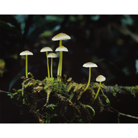 Rainforest fungi, Glen Calder, Franklin-Gordon Wild Rivers National Park - Oversize