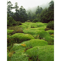 Cushion Plants, Southwest National Park, Tasmania