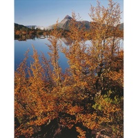 Fagus, Mt Gould, Cradle Mountain-Lake St Clair National Park, Tasmania