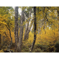 Autumn Forest near Barn Bluff, Tasmania