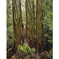 Eucalypt trunks in Rain, Pine Valley, Tasmania - Size E 