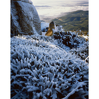 Hobart and the Derwent estuary from the summit, Mount Wellington, Tasmania - Size A 