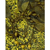 Macrocystis and Hormosira seaweed, Tasmania - Size D 