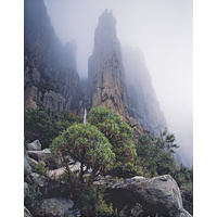 Moonraker rises beyond tree groundsels (Brachyglottis brunonis), the Organ Pipes, Mount Wellington, Tasmania - Size A 