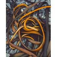 Drying Kelp at Sandy Bay, Macquarie Island, Tasmania