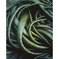 Kelp Detail, Macquarie Island, Tasmania