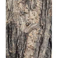 Moth and Bark Detail, Tasmania - Size B 