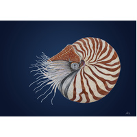 Chambered Nautilus