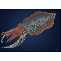Cuttlefish