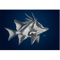 Tasmania Boarfish