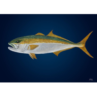 Yellowtail Kingfish