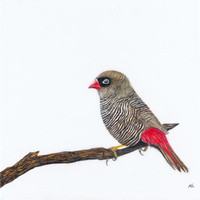 Beautiful Firetail - The Fires of Home