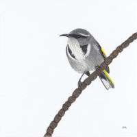Crescent Honeyeater -Moon Shadow