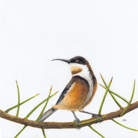 Eastern Spinebill - Friend of Lewis