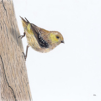 Forty Spotted Pardalote - Hanging by a Thread