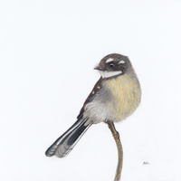 Grey Fantail - A Visit From a Loved One