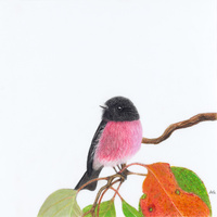 Pink Robin - Perseverance in Pink