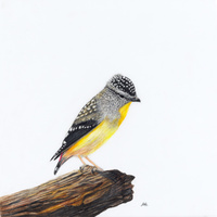 Spotted Pardalote - A Room With a View