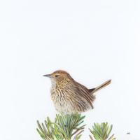 Striated Field Wren - Out of Sight, Out of Mind