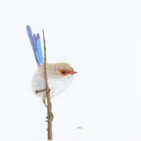Superb Fairy Wren, Male - Promiscuity