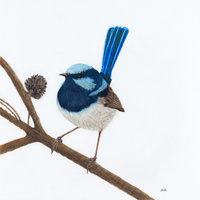 Superb Fairy Wren, Male - Unitika
