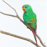 Swift Parrot Juvenile - Not Easy Being Green