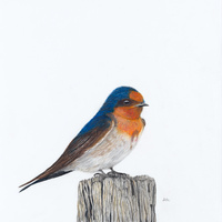 Tasmanian Swallow - A Victorious Moment