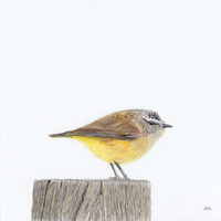 Yellow Rumped Thornbill - Moment of Stillness