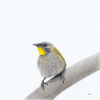 Yellow Throated Honeyeater - Appreciation of Peace